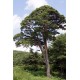 Semillas de Pino rojo Japonés Pinus densiflora